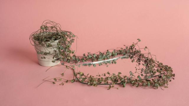 Ilustrasi tanaman hias string of hearts atau Ceropegia woodii