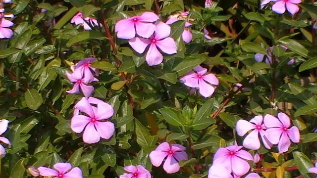 [Bintang] 4 Ramuan Alami yang Sanggup Berantas Kanker Serviks