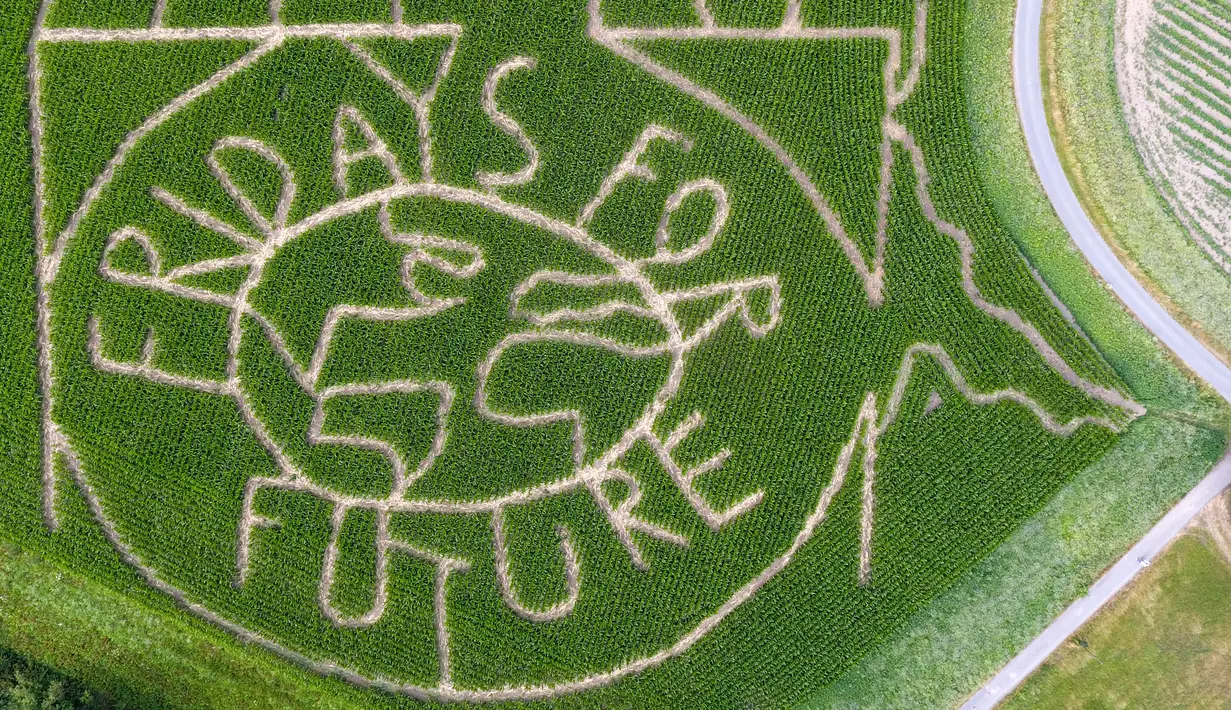 Pandangan udara memperlihatkan labirin bertulis 'fridays for future' menghiasi ladang jagung di Selm, Jerman, Rabu (10/7/2019). Pada labirin tersebut juga terdapat potret aktivis iklim Swedia Greta Thunberg. (INA FASSBENDER/AFP)