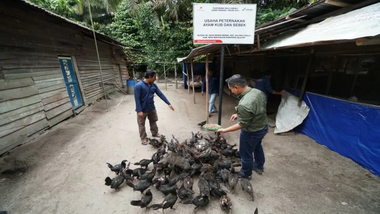 Program PHE Jambi Merang untuk usaha ternak ayam-bebek di Dusun 7 Desa Muara Medak (Foto: PHE)