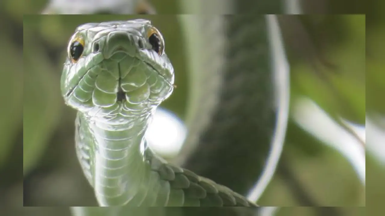 Ular Boomslang