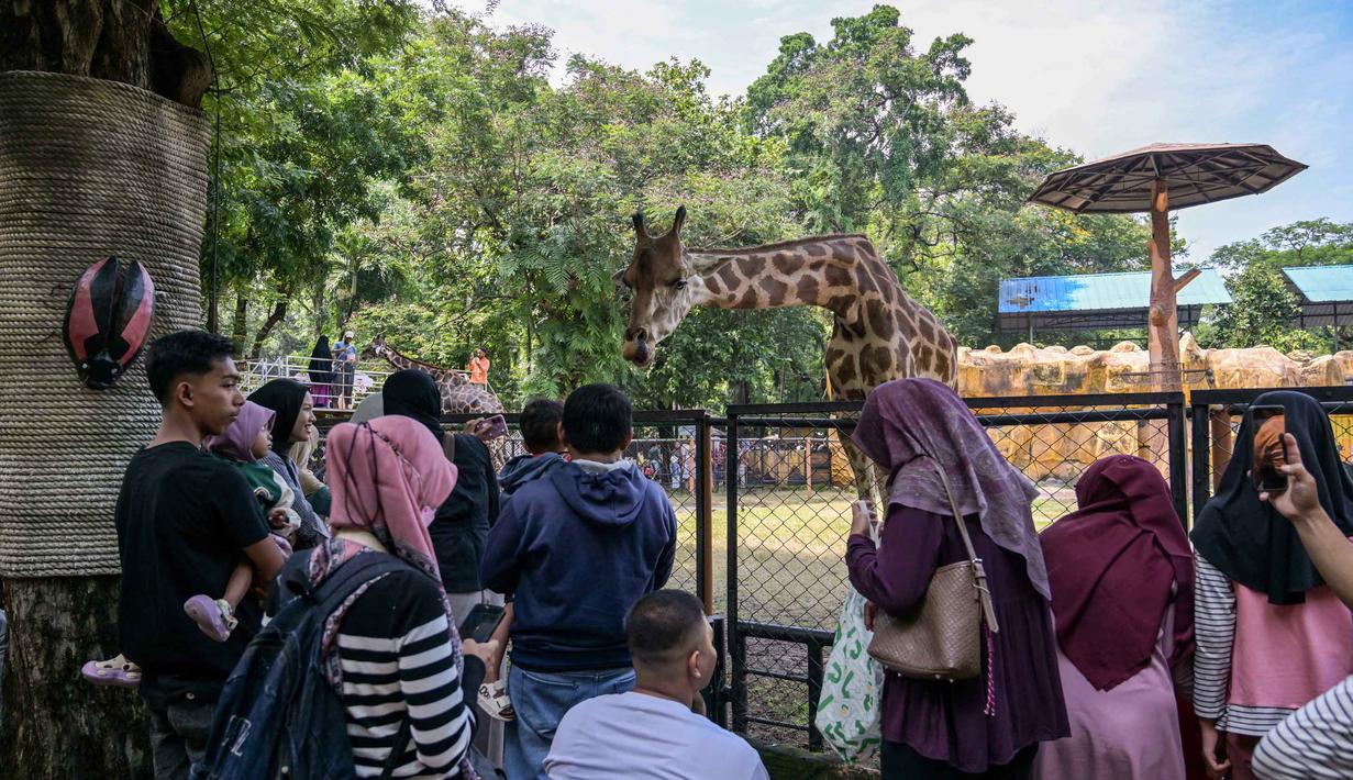 Pengunjung dapat berinteraksi langsung dengan satwa, mulai dari berfoto dengan kuda poni, memberi makan hewan reptil, hingga menikmati panggung hiburan dan kesenian tradisional. Tampak dalam foto, pengunjung mengamati koleksi jerapah di Kebun Binatang Surabaya, Jawa Timur, selama libur sekolah sekaligus jelang Natal dan Tahun Baru pada Minggu 21 Desember 2025. (JUNI KRISWANTO/AFP)