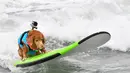 Seekor anjing berselancar di atas ombak saat mengikuti kompetisi tahunan City Surf Dog di Huntington Beach, California, Sabtu (29/9). Dengan papan selancarnya, puluhan anjing peserta berkompetisi menaklukkan ganasnya ombak. (AFP/Frederic J. BROWN)