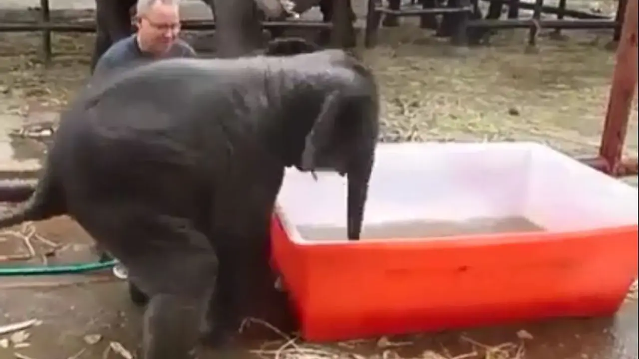 [Bintang] Gajah