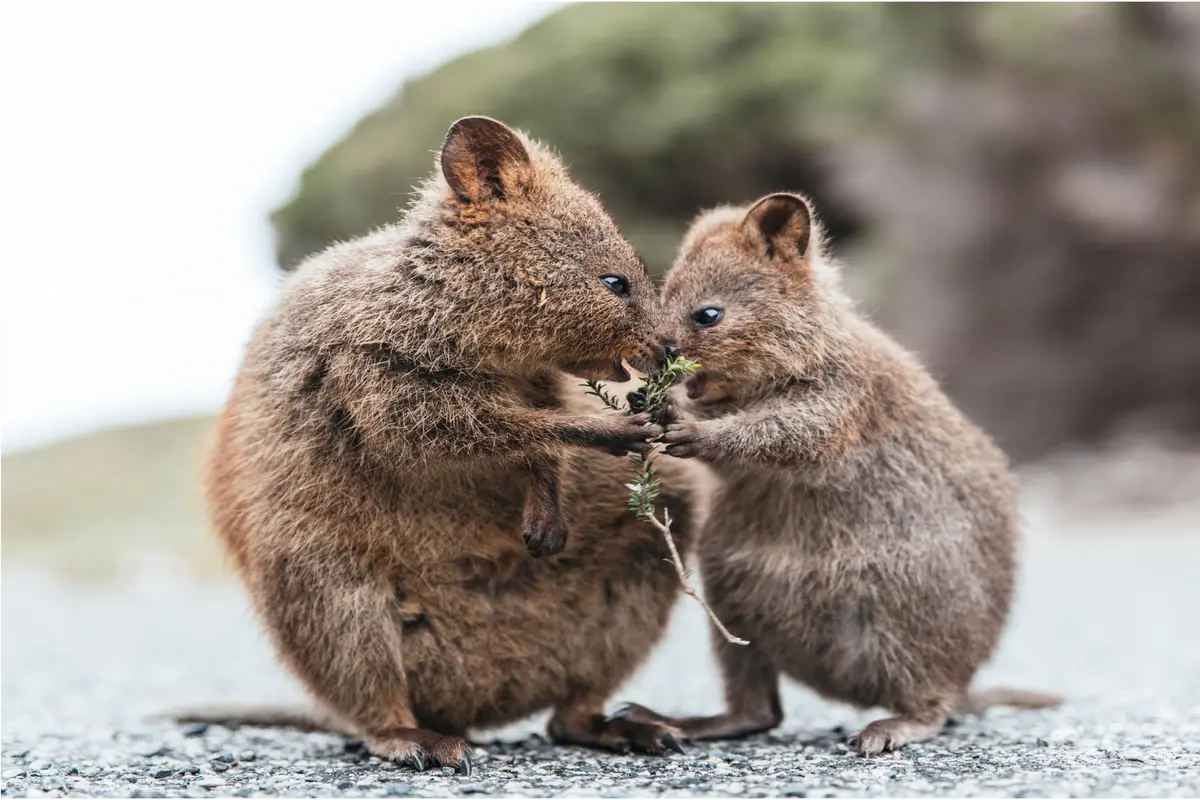 Tourism Western Australia