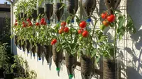 6 Cara Membuat Kebun Tomat Gantung dari Botol Bekas untuk Lahan Sempit, Mudah dan Praktis