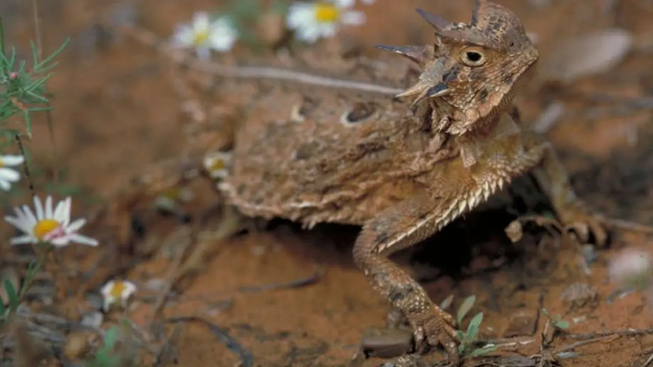 Kadal Bertanduk (Texas Parks And Wildlife Department)