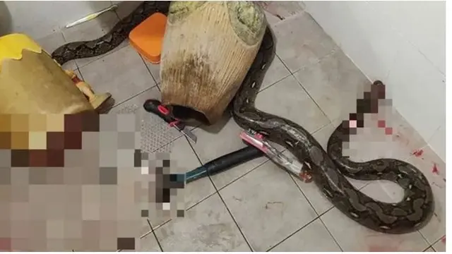 Ibunya berusaha menyelamatkan diri dari serangan ular piton