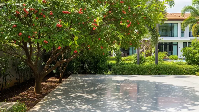 Pohon Buah yang Akarnya Tidak Membuat Carport Bergelombang (AI)