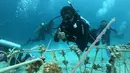 Penyelam melakukan transplantasi (pencangkokan) terumbu karang di Pulau Pangempa, Kepulauan Togean, Kamis (6/9). Kegiatan itu sebagai salah satu upaya turut melestarikan terumbu karang yang dikemas dalam ‘Tour de Terumbu’. (Liputan6.com/Pool/Pertamina)