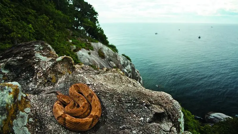 Ilha da Queimada Grande, Pulau Ular yang Misterius