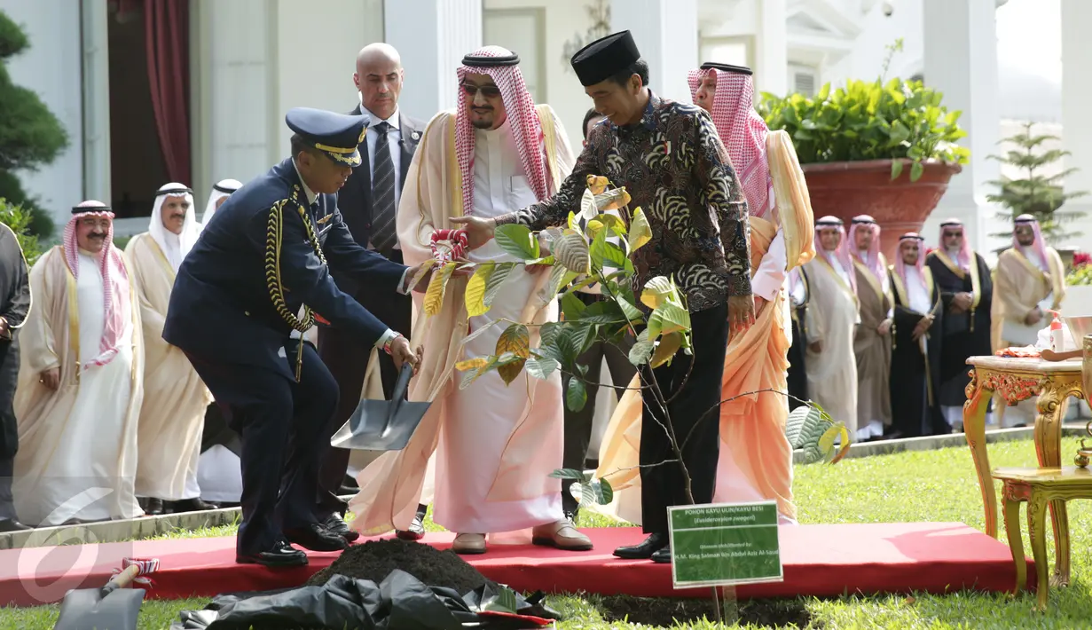 Raja Arab Saudi Salman bin Abdulaziz Al Saud didampingi oleh Presiden Joko Widodo saat menanam Pohon Ulin di halaman tengah Istana Merdeka, Jakarta, Kamis (2/3). (Liputan6.com/Angga Yuniar)