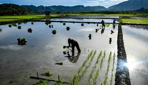 KSA tersebut menunjukkan adanya peningkatan pada luas panen dan produksi padi di Aceh sepanjang tahun 2025. Tampak dalam foto, petani menanam benih padi di sawah di Lhoknga, Provinsi Aceh pada Kamis 20 November 2025. (CHAIDEER MAHYUDDIN/AFP)