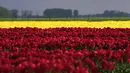<p>Deretan bunga tulip tumbuh di ladang di Meerdonk, Belgia pada Senin, 25 April 2022. Bunga tulip di Belgia banyak dibudidayakan untuk umbinya saja. (AP Photo/Virginia Mayo)</p>