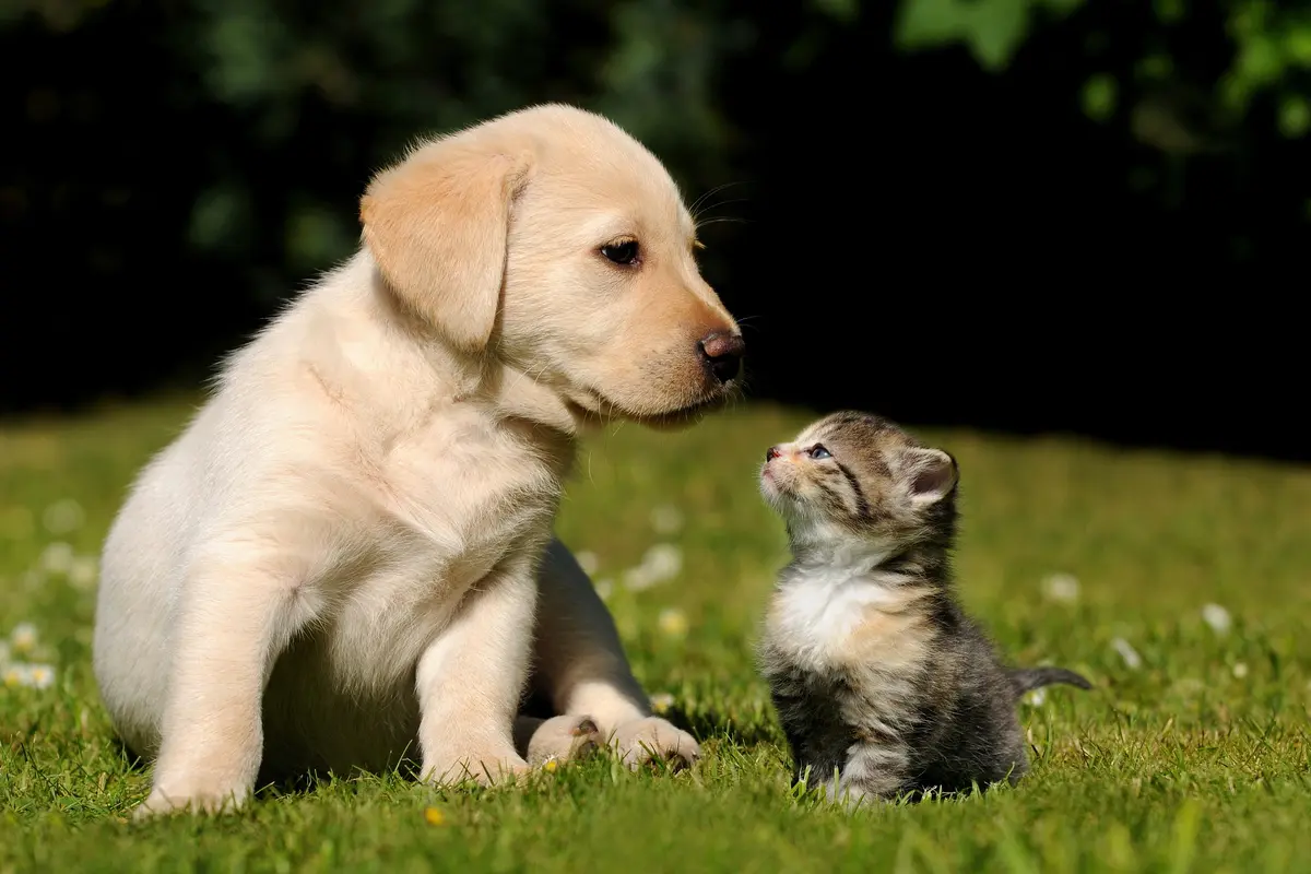 Kucing ajak bertarung Anjing