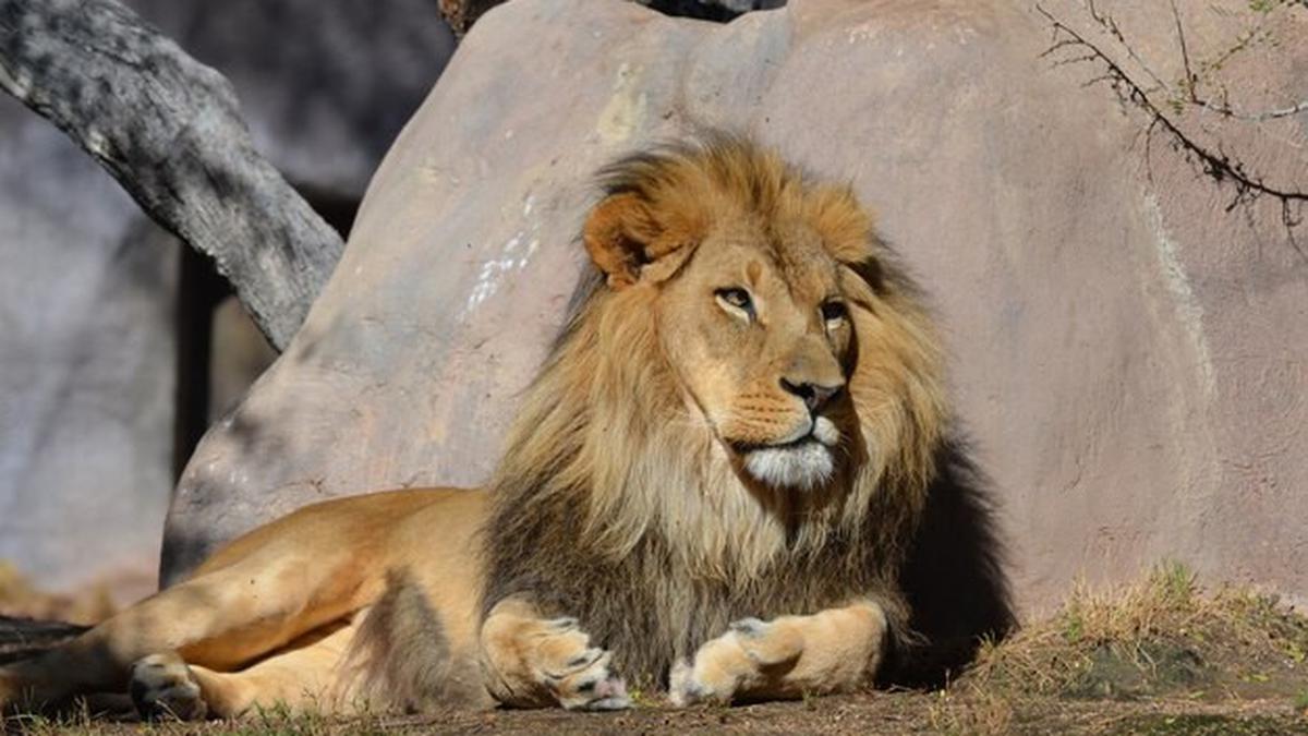 Arti Mimpi Dikejar Singa, Pertanda Mendapatkan Rezeki? - Ragam