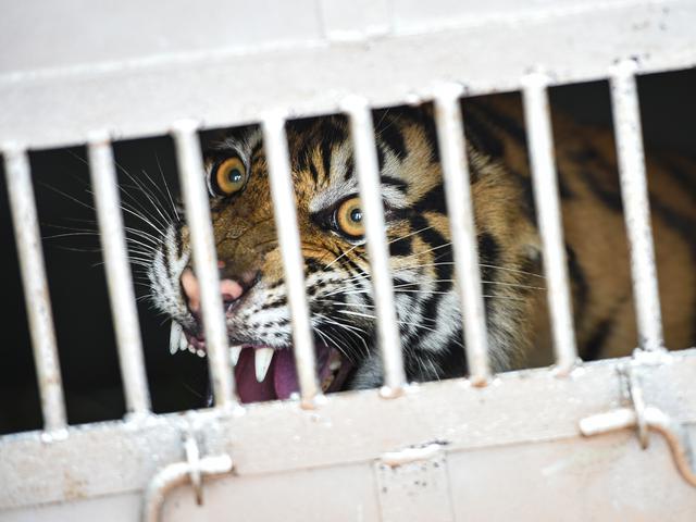 Hap Harimau Sumatra Akhirnya Masuk Perangkap Usai Memangsa 7 Ternak Regional Liputan6 Com 84 likes · 1 talking about this.