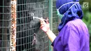 Dokter hewan yang juga aktivis Animal Sanctuary Trust Indonesia (ASTI)  memberi vitamin ke Siamang (Symphalangus syndactylus) yang merupakan hasil sitaan dari warga di tempat Pusat Transit Satwa Gadog ASTi, Bogor, Senin (11/3). (merdeka.com/arie basuki)