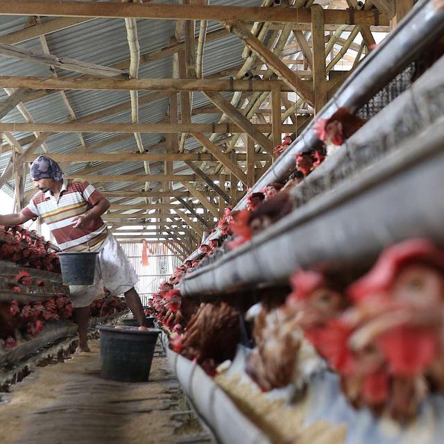 Stok Pakan Jagung Minim Peternak Ayam Petelur Di Blitar Mengeluh