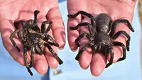 Tarantula goreng merupakan salah satu cemilan lokal masyarakat kamboja yang menjadi daya tarik pelancong asing. Foto: CNN Travel