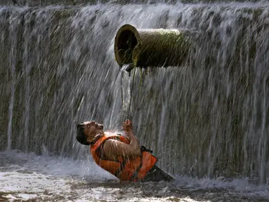 Seorang pria Pakistan mendinginkan diri di sungai saat suhu mencapai 39 Celsius (102,2 Fahrenheit) di Islamabad, Jumat, 24 Mei 2024. (AP Photo/Anjum Naveed)