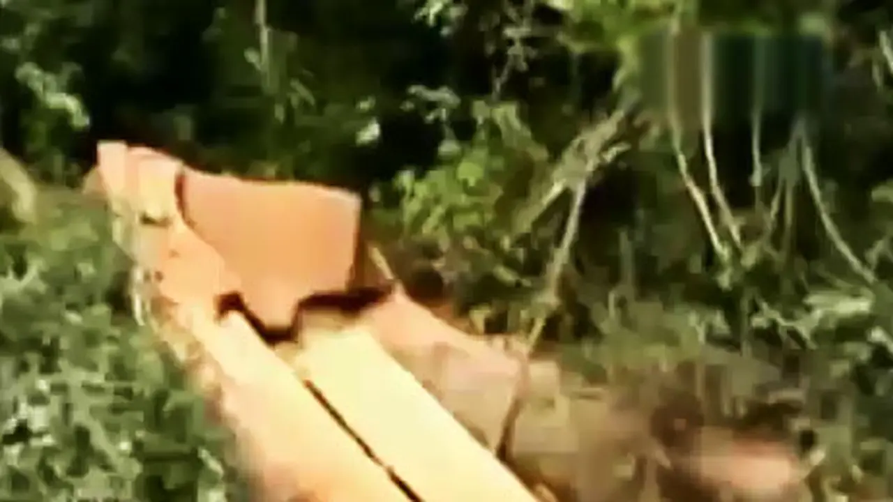 Illegal-Logging-Hutan