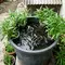 Cara Menanam Kangkung di Ember Ikan Lele, Hemat Tempat dan Bisa Panen Bahan Pangan di Rumah