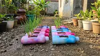10 Tanaman yang Cocok Ditanam di Botol Bekas Detergen 700 ml untuk Kebun Mini