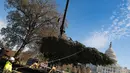 Pekerja menggunakan alat berat untuk menempatkan pohon Natal raksasa di halaman Gedung Capitol AS di Washington, Senin (27/11). Pohon Natal setinggi 79 kaki itu untuk persiapan menyambut Natal. (JIM WATSON/AFP)