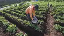 Petani melakukan pemupukan tanaman kentang di kawasan dataran tinggi Dieng, Batur, Banjarnegara, Jawa Tengah, Minggu (2/11/2025). Kenyataan ini diterima petani justru di tengah turunnya harga pupuk bersubsidi sebesar 20 persen. (merdeka.com/Arie Basuki)