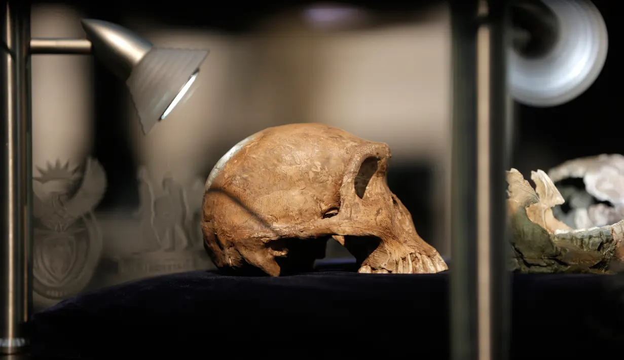 Homo Naledi Hominin tingginya sekitar 1,5 meter dengan berat sekitar 45 kg dan volume otaknya sebesar jeruk, Afsel, Selasa (9/5). Penemuan Homo naledi di goa Rising Star di Afrika Selatan mengundang decak kagum sekaligus pertanyaan. (AFP/GULSHAN KHAN)