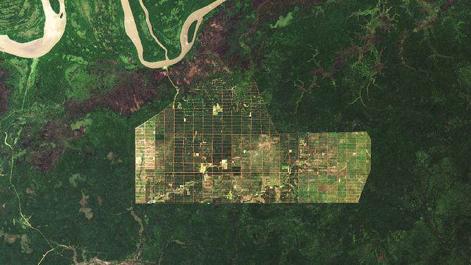 Foto deforestasi di Papua (NASA, USGS, University of Maryland)