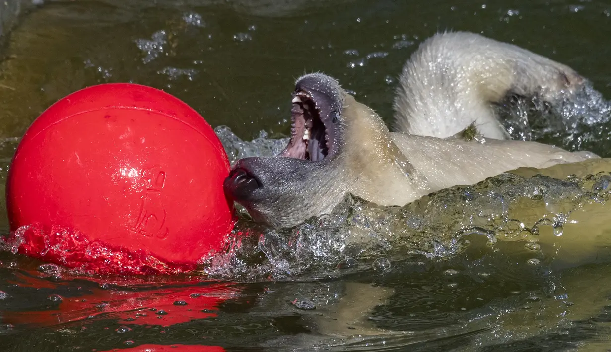 Hertha si beruang kutub bermain dengan bolanya saat suhu mencapai lebih dari 30 derajat Celcius  di kebun binatang Tierpark di Berlin, Jerman (26/7/2019). Rekor suhu terpanas baru tercatat di berbagai penjuru Eropa termasuk Jerman sewaktu gelombang panas melanda benua tersebut. (AFP Photo/John Macdo