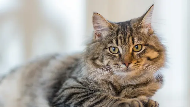 Ilustrasi kucing siberian