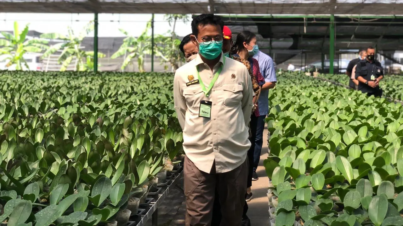 Potensi Ekspor Anggrek Besar Mentan Dorong Perusahaan Eka Karya Flora
