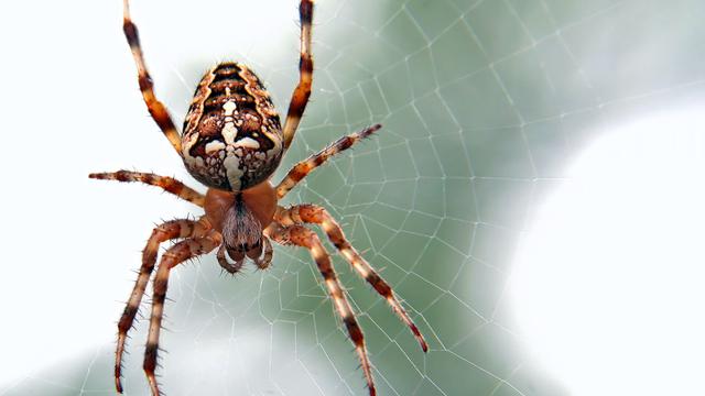 7 Arti Mimpi Laba-Laba, Punya Makna Negatif Tentang Kehidupan