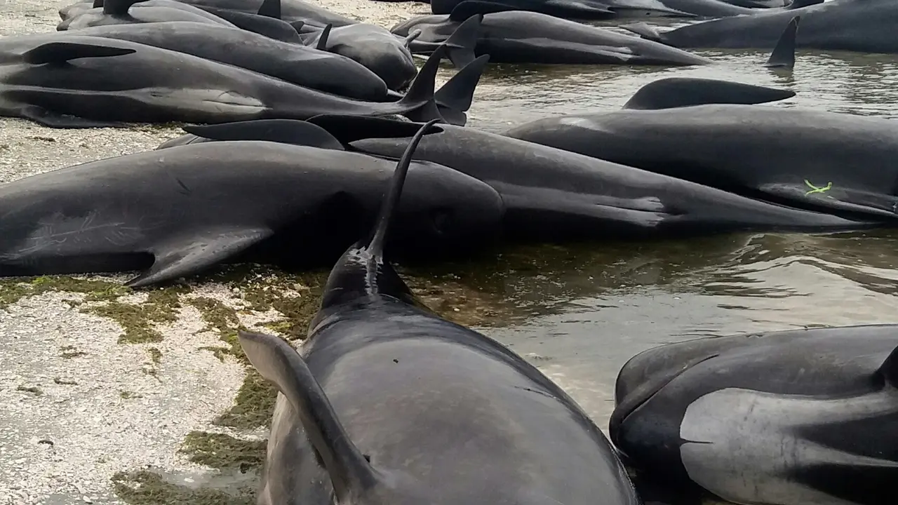 20170210-Lebih dari 400 Paus Terdampar di Pantai Selandia Baru-New Zealand