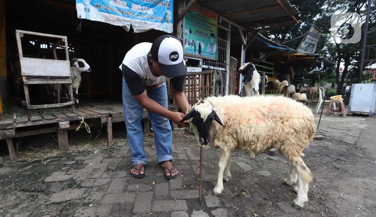 Pedagang merawat kambing di kios hewan ternak kawasan Buaran, Jakarta Timur, Jumat, (10/6/2022). Mewabahnya Penyakit Mulut dan Kuku (PMK) hewan berdampak pada pedagang kambing. (Liputan6.com/Johan Tallo)