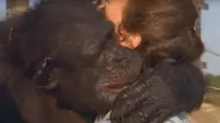 Seekor simpanse yang pernah diselamatkan dari sebuah laboratorium memeluk lagi wanita penyelamatnya dalam suatu reuni setelah 25 tahun. (Sumber The Wisdom of the Wild via Daily Mail)
