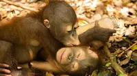 Puluhan Bayi Orangutan yang Kelaparan di Kalimantan Diselamatkan