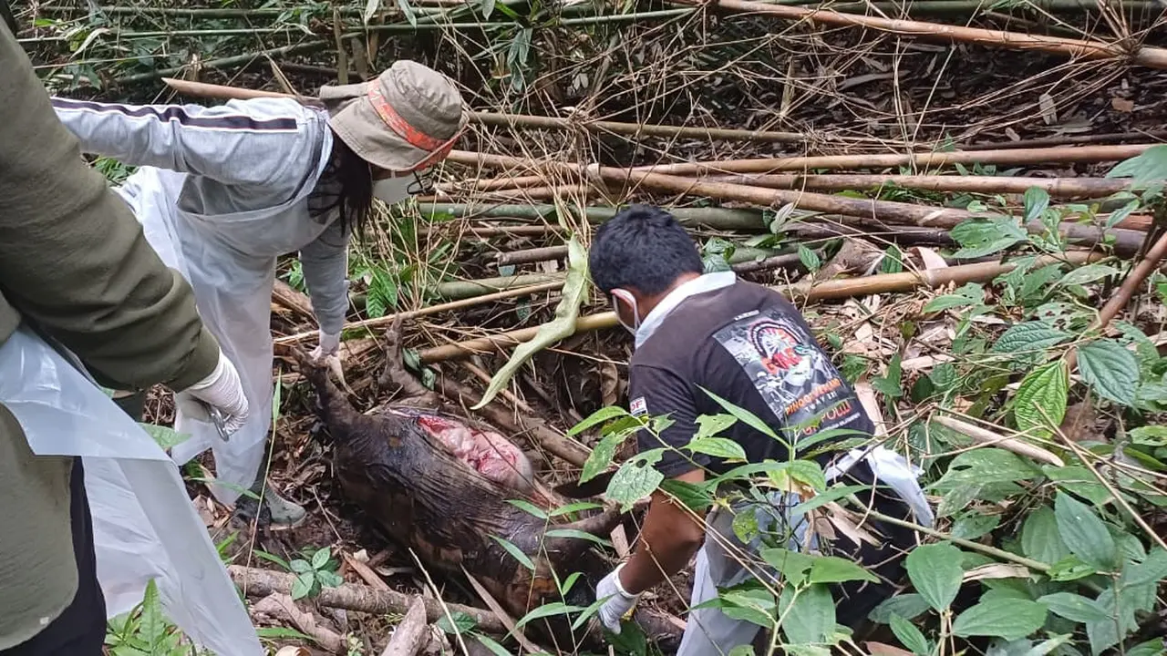 Satwa Taman Nasional Bone Bolango