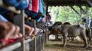 Orang-orang berkumpul di pasar yang menjual ternak menjelang perayaan Idul Fitri yang menandai berakhirnya bulan suci Ramadan di Sibreh, provinsi Aceh (20/5/2020). (AFP/Chaideer Mahyuddin)