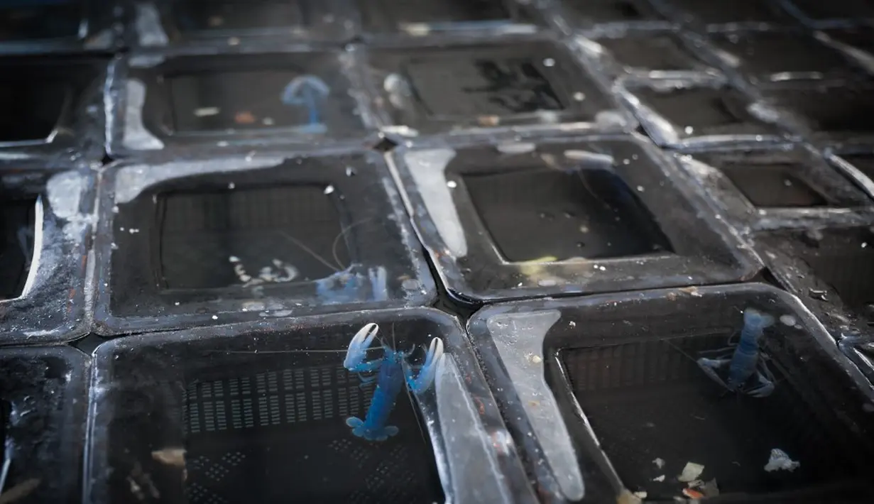<p>Lobster biru juga masih masuk kategori makhluk air tawar dan semi-akuatik. Mereka membutuhkan vegetasi luas, namun yang lebih penting konsentrasi oksigen tinggi di dalam air. (Lou BENOIST/AFP)</p>