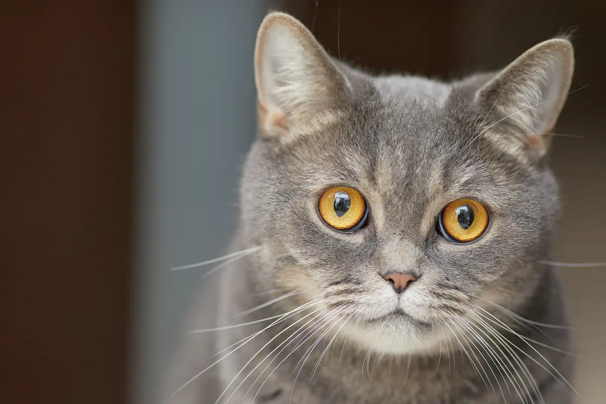 Kucing - Vania