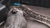 Top 3: Piton Muntahkan Biawak, Kebiasaan Unik Pakai Smartphone