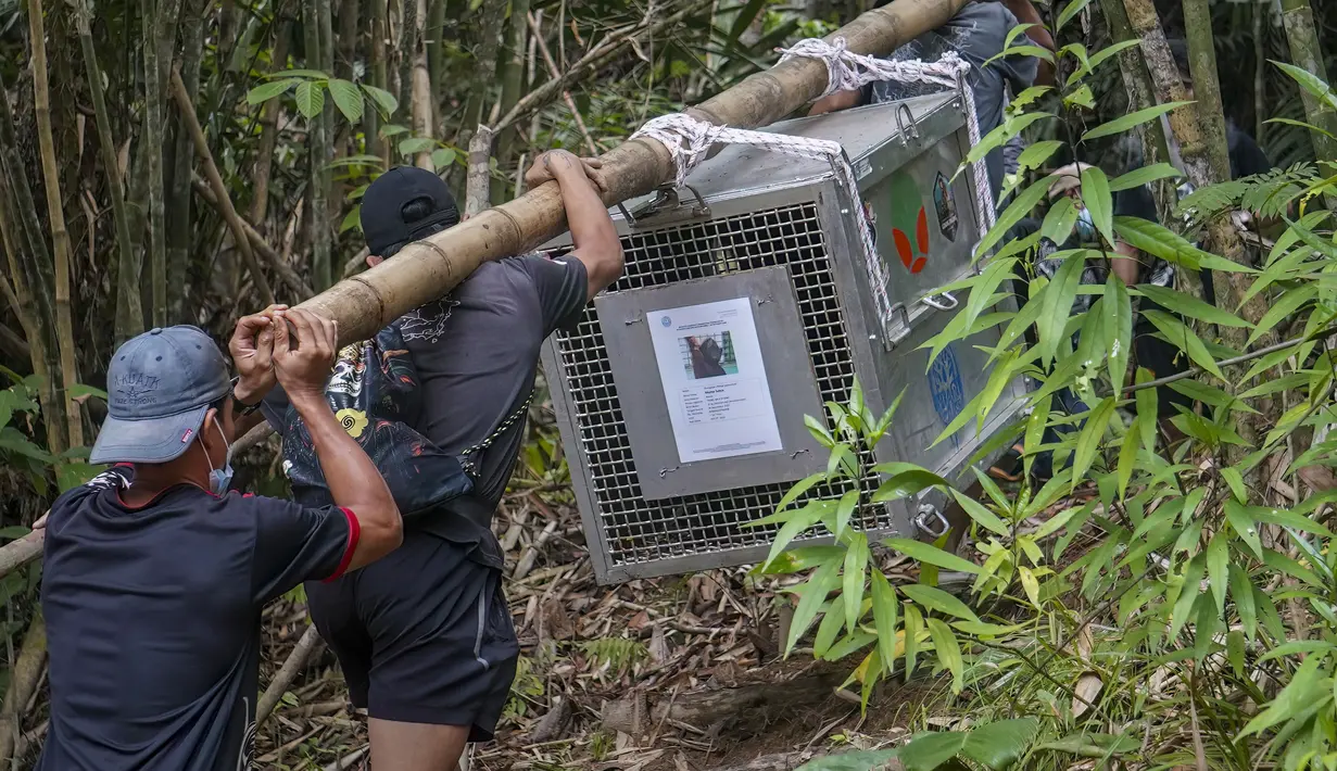 Tim konservasi bersama warga setempat membawa kandang transportasi berisi orangutan yang telah menjalani rehabilitasi di dekat Desa Batu Lapis, Kabupaten Ketapang, Kalimantan Barat, Kamis (29/10/2026). Sebanyak sembilan orangutan berhasil diselamatkan dari kebakaran hutan yang melanda habitat mereka di wilayah Ketapang pada Agustus dan September 2026. Setelah menjalani proses rehabilitasi, orangutan tersebut secara bertahap dilepasliarkan kembali ke habitat alaminya. Salah satunya adalah seekor induk orangutan bersama anaknya yang langsung memanjat pepohonan dan menghilang di antara rimbunnya kanopi hutan setelah kandang dibuka. (Ilham Pratama/AFP)