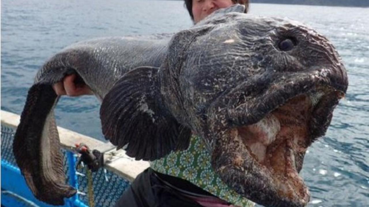 Ikan 'Monster' Tertangkap Nelayan Buat Heboh Netizen