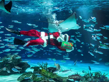 Seorang penyelam berkostum Sinterklas berenang bersama ikan-ikan di Akuarium Sunshine dalam persiapan untuk acara spesial Natal mendatang di Tokyo pada 1 Desember 2025. Menyambut menyambut musim liburan Natal 2025 dan Tahun Baru 2026, seorang penyelam berkostum Sinterklas berenang bersama ikan-ikan di Akuarium Sunshine, Tokyo, Jepang. (Kazuhiro NOGI/AFP)