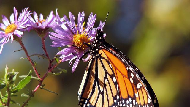 Kupu-kupu si serangga cantik yang setia (Pixabay)