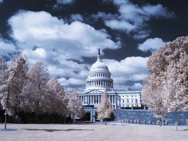 Pemandangan gedung Capitol yang dikelilingi pohon rimbun di Washington DC (26/9). Foto ini dihasilkan dengan menggunakan kamera atau teknik Inframerah. (AFP Photo/Andrew Caballero-Renolds)